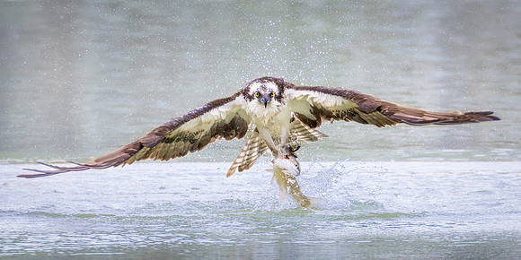 Osprey
