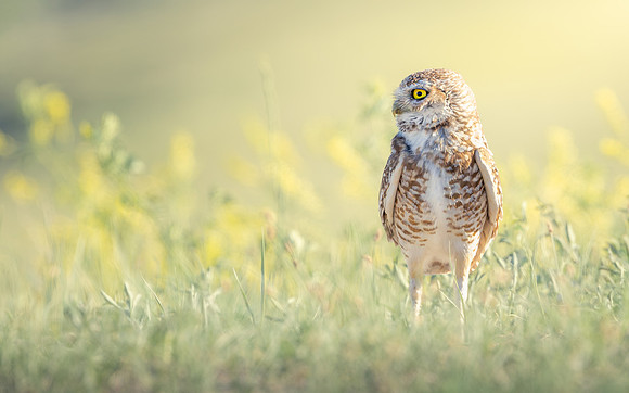 Burrowing Owl